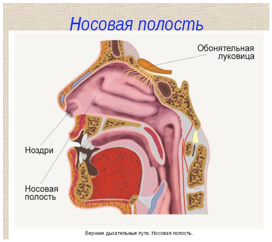 Гигиена дыхания - 1