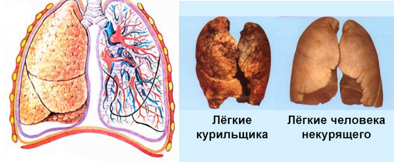 Гигиена дыхания - 3