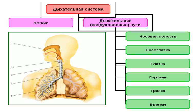 Гигиена дыхания - 6