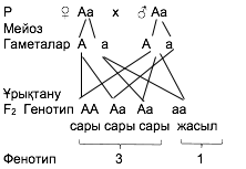 Доминанттылық заңы. Екінші ұрпақта белгілердің ажырауы - 1