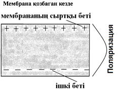 Мембраналық потенциал және белсенді тасымалдау - 4